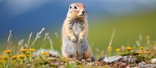Small Squirrel Stands Hind Legs Rock