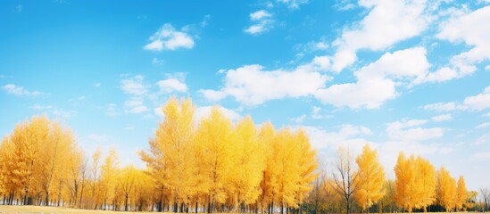 Canvas Print - Autumn trees in a field with yellow leaves under a blue sky