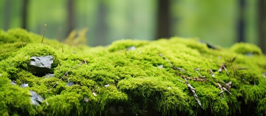 Wall Mural - Mossy stone in woodland