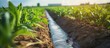 Field corn irrigation pipe