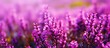 Purple wildflowers in field with blurred backdrop