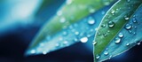 Fototapeta Zachód słońca - Close-up of dew-covered leaf