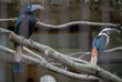 Paris, France - 04 06 2024: The menagerie, the zoo of the plant garden. View of a tarictic hornbill couple bird in a bird cage.