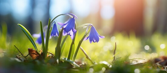 Sticker - Bluebell flower bloom in sunlight