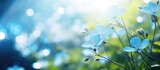 Fototapeta Zachód słońca - Blue flowers bloom amidst green grass