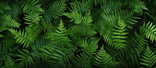Leinwandbilder - Green fern leaf pattern close-up