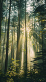 Fototapeta  - Sunbeams piercing through a misty forest