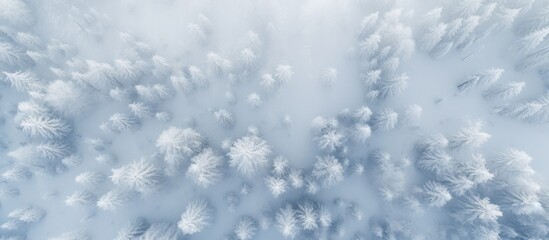 Poster - Aerial view of snow-covered woodland