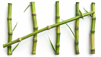 Wall Mural - White background with bamboo only