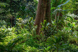 Fototapeta Perspektywa 3d - Tropical rainforest in Sri Lanka