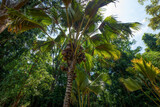 Fototapeta Perspektywa 3d - Palm tree in Sri Lanka


