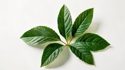 Canvas Print -  Vibrant green leaves in bloom