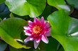 A closeup view of a beautiful Nymphaea Escarboucle Deep Pink Red Water Lily surrounded by green leaves	