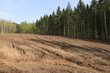 gefräster Waldboden als Vorbereitung zur Neupflanzung  von Bäumen