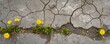 Dandelions growing through cracks on a dry ground