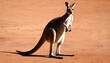 A-Kangaroo-With-Its-Tail-Held-High-Ready-To-Hop-