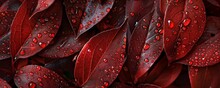 Close-up Of Red Leaves With Water Drops