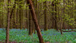Hyacinth growing in the forest, carpet of hyacinths in the forest in Belgium, hallebos in Belgium, purple flowers