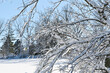 Ice on Tree Branches