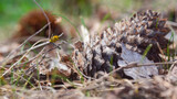 Fototapeta Storczyk - fir cones on the ground, nature in the forest