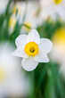 Beautiful white narcissus blooming
