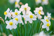 Many beautiful white narcissus blooming