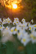 Narcissus flowerbed with evening sun disk on background