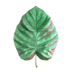 Wall Mural - A close up of a leaf with a Transparent Background