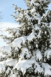 Snow on Evergreen Tree
