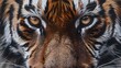 Close up of a tiger's face, suitable for wildlife themes. 