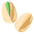 Pistachios nuts whole and open nut in flat technique. Vector illustration 