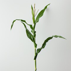 A minimalist shot of a single corn plant, isolated against a stark white background, emphasizing its form.