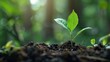 © Emiliia - Young Plant Sprouting in Forest