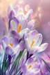 Purple crocuses in full bloom. Spring flowers in the garden. Defocused image, bokeh background.