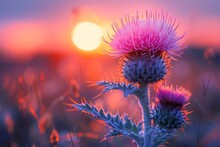 Thistle Flower With Sun Setting In Background