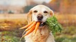 Un golden retriever luce orgulloso un bocado de zanahorias frescas, sus ojos brillan con la alegría de la abundancia otoñal, un compañero fiel en el resplandor de la cosecha de la estación.