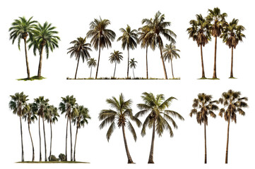 Canvas Print - Set of tropical palm trees, cut out