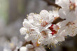 White apricot flowers in early spring. 
