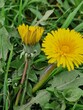 Löwenzahn Nahaufnahme. Grün im Hintergrund. Grashalme. Zweifarbige Fotos. Minimalistischer Ansatz. Frühlingsszene. Pollen und Honigbienen. Gelber Blütenkopf und Blütenblätter. Krautige Pflanze.