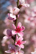 Peach flowers in early spring. 