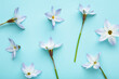 Flowers composition. Spring blue flowers on blue background.