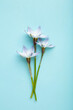 Flowers composition. Spring blue flowers on blue background. Vertical photo