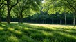Tranquil forest scene with sunlight filtering through