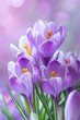Purple crocuses in full bloom. Spring flowers in the garden. Defocused image, bokeh background.
