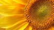 Zbliżenie na kwiat słonecznika
