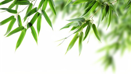 Wall Mural - Isolated bamboo leaves on white backdrop