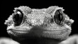   A tight shot of a lizard's face with a contrasting black-and-white image of its eyes