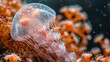   Close-up of a jellyfish on coral with water droplets and black backdrop..Or, for more concise version:..Jellyfish close