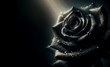 Black rose on a dark background. Condolence card. Empty place for emotional, sentimental text or quote. Black and white