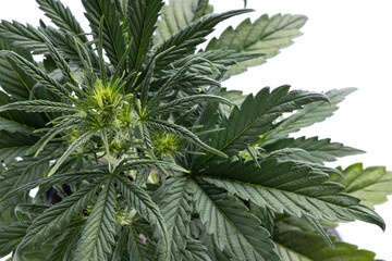 Wall Mural - ripening buds on a young green bush of medical marijuana. on a white background. Alternative treatment for depression, ptsd and other illnesses